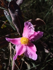 Kielmeyera rubriflora