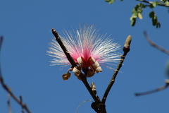 Pseudobombax ellipticum