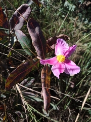 Kielmeyera rubriflora