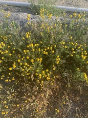 Oncosiphon pilulifer