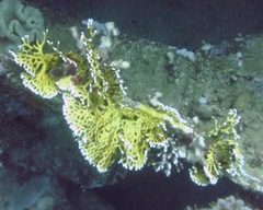 Millepora dichotoma image
