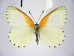 Mylothris bernice