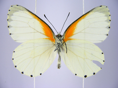 Mylothris bernice