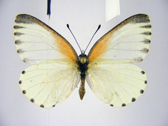 Mylothris bernice