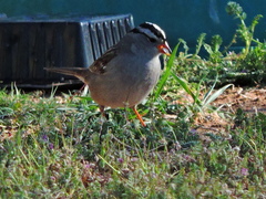 Zonotrichia leucophrys