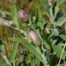 Garden Sage - Photo (c) antonjo, some rights reserved (CC BY-NC), uploaded by antonjo