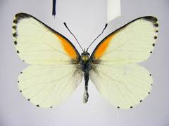 Mylothris bernice