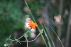 Adenophyllum squamosum