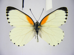 Mylothris bernice