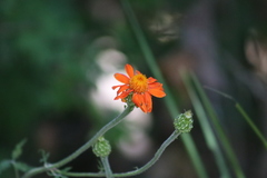 Adenophyllum squamosum