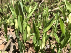 Uvularia floridana