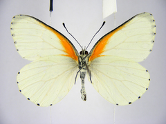 Mylothris bernice
