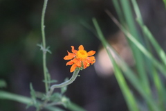 Adenophyllum squamosum