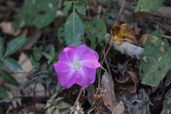 Ipomoea invicta