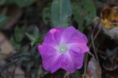 Ipomoea invicta
