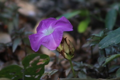 Ipomoea invicta