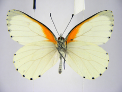 Mylothris bernice