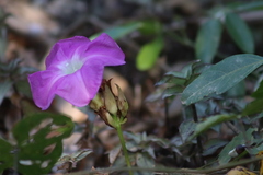 Ipomoea invicta