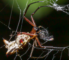 Micrathena nigrichelis