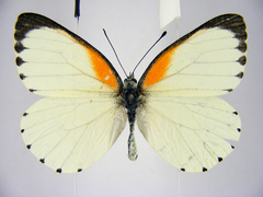 Mylothris bernice