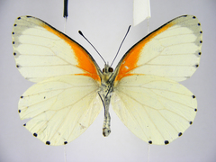 Mylothris bernice