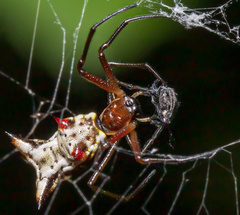 Micrathena nigrichelis