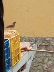 Turdus leucomelas