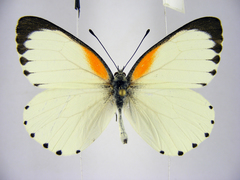 Mylothris bernice