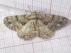 Peribatodes ilicaria