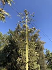 Furcraea guerrerensis