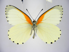 Mylothris bernice