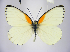Mylothris bernice