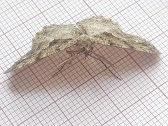 Peribatodes ilicaria