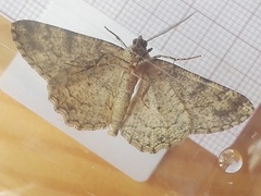 Peribatodes ilicaria