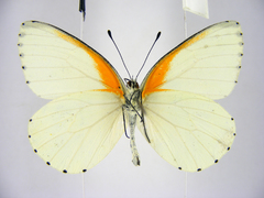Mylothris bernice