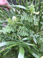 Vicia hybrida