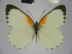 Mylothris bernice