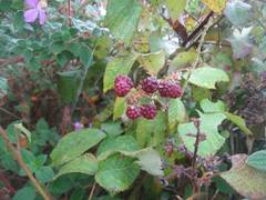 Rubus guyanensis