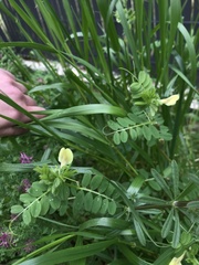 Vicia hybrida