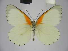 Mylothris bernice