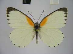 Mylothris bernice