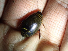 Acilius semisulcatus