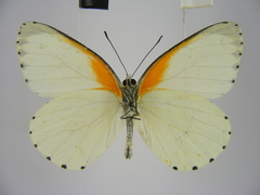 Mylothris bernice