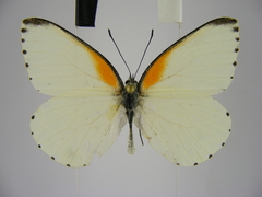 Mylothris bernice