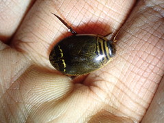 Acilius semisulcatus