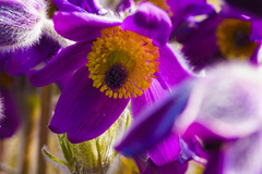 Pulsatilla montana