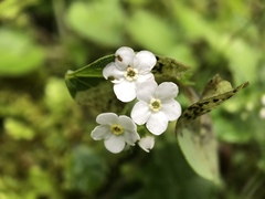 Trigonotis formosana elevatovenosa