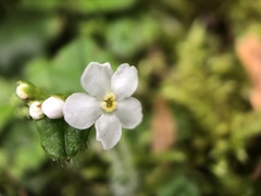 Trigonotis formosana elevatovenosa