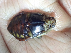 Acilius semisulcatus