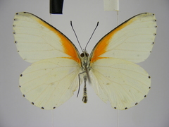 Mylothris bernice